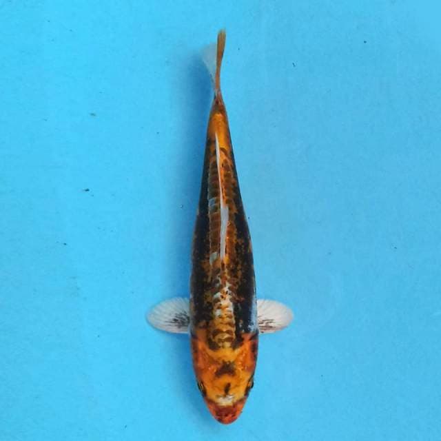 Kiko 19cm