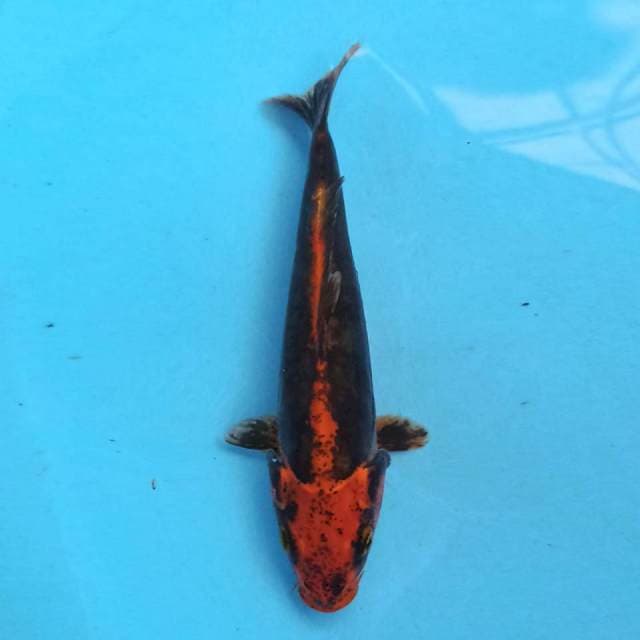 Benikumon 19cm