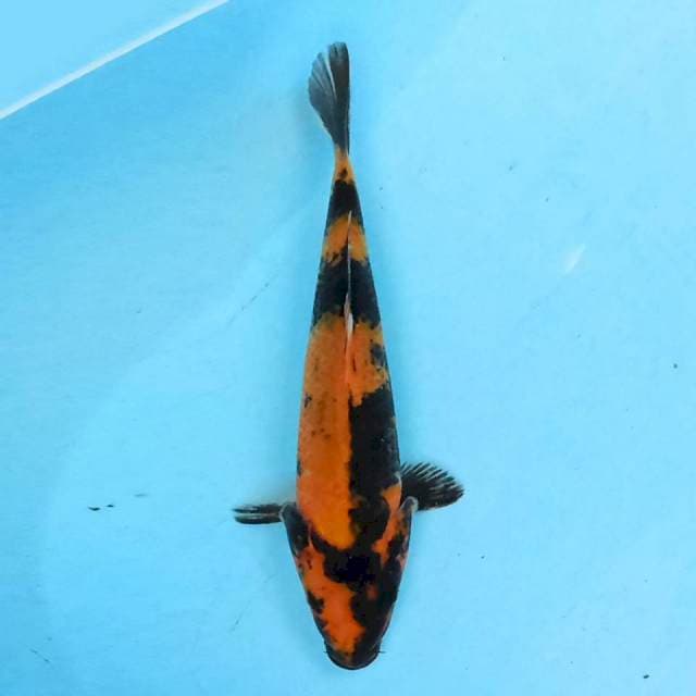 Showa 2cm