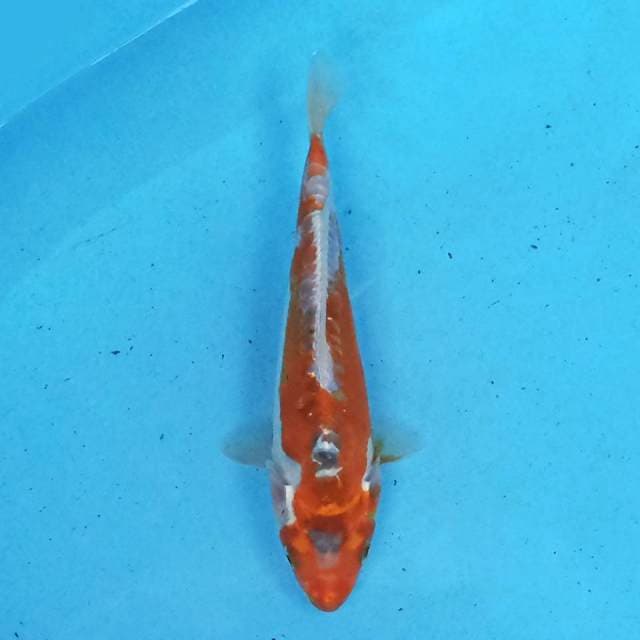 Kiko 21cm
