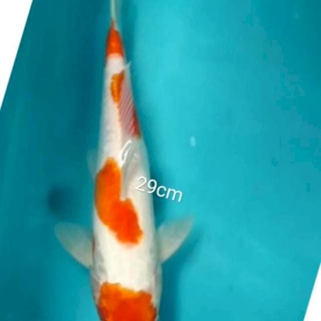 **kohaku doit **