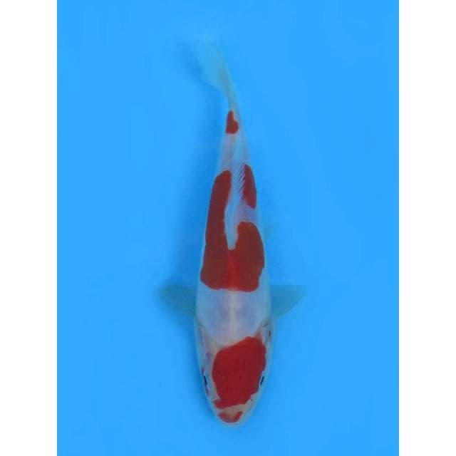 15cm - Kohaku Doit Murni