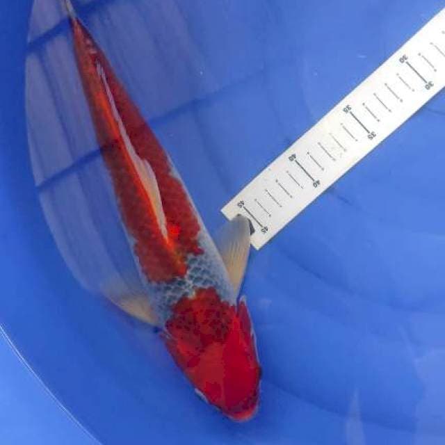 Goshiki Red Strong 36cm