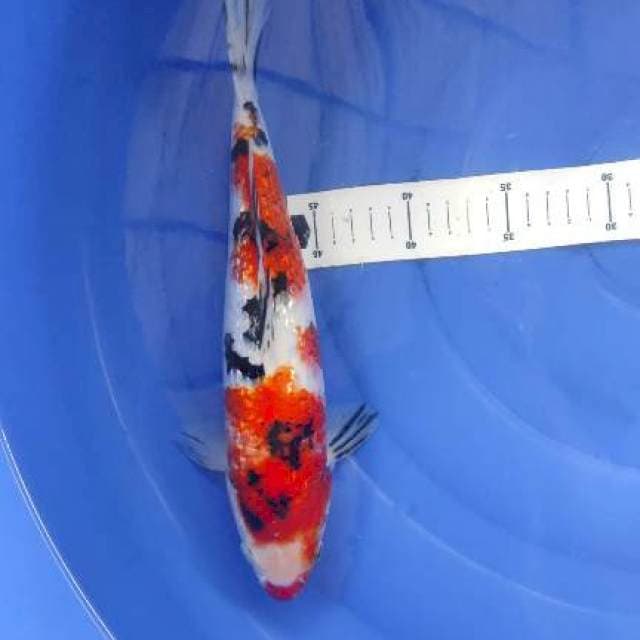 Sanke Ginrin 31cm