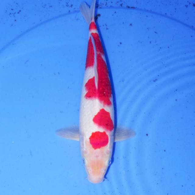 MIWAKU KOHAKU