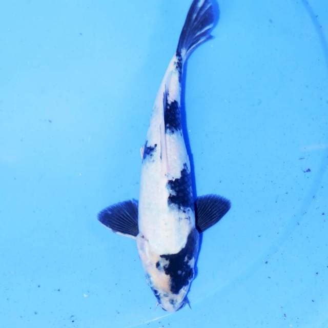 JIKUZA SHIRO