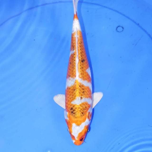 TOKUBETSU KUJAKU