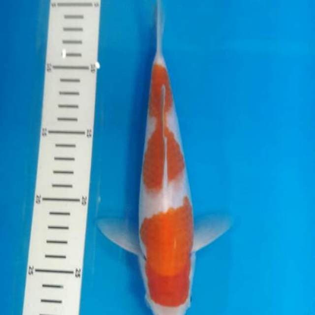 Kohaku