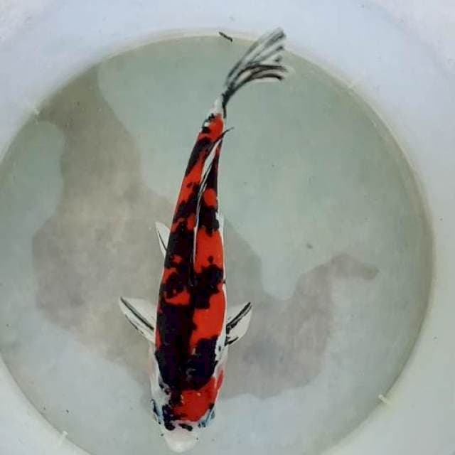 Showa doitsu josss 23 cm