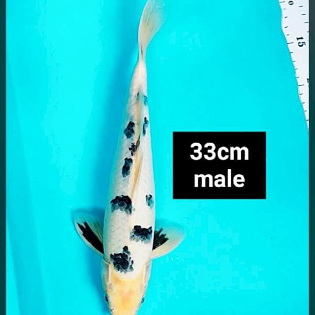 Shiro bekko 33cm male