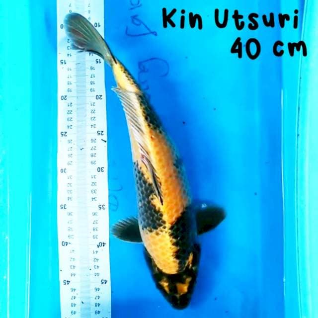 Kin Utsuri 40 cm