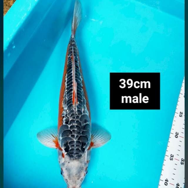 Shushui ring jos 39cm male