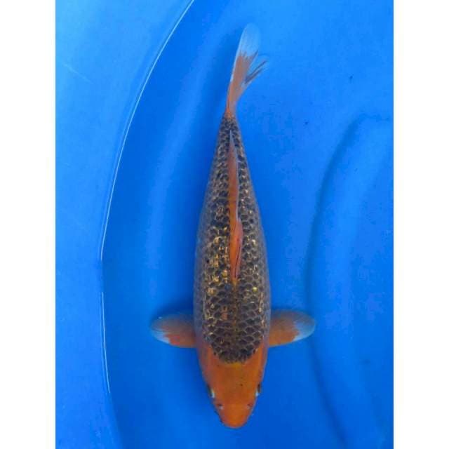 Jumbo Matsuba Ginrin - 38cm