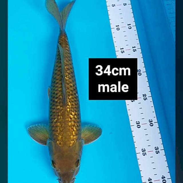 Midori ginrin 34cm male