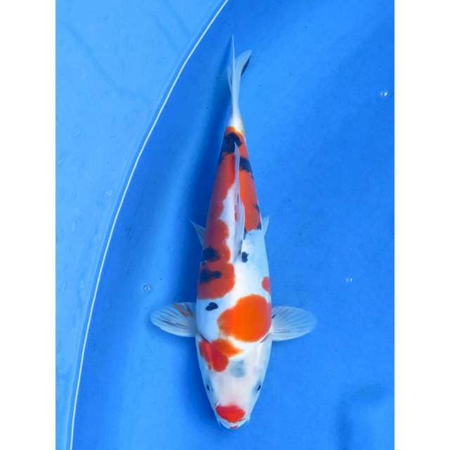 Sanke Doitsu Murni - 27cm