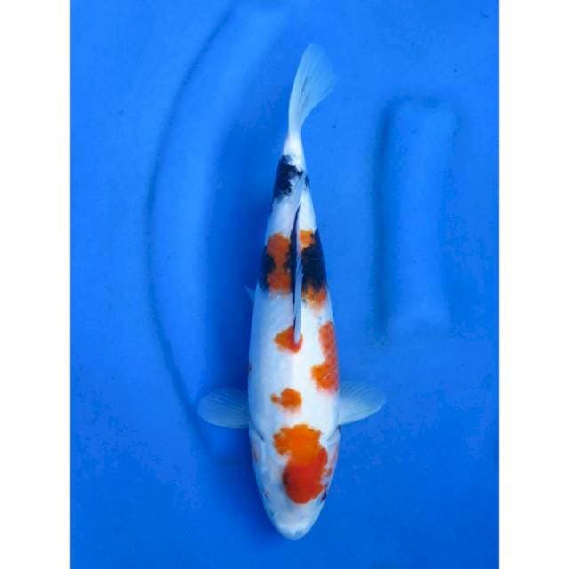 Kindai Showa - 30cm
