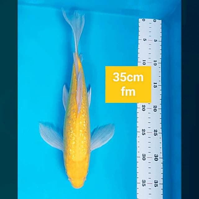 Kumpay karashi ginrin 35cm