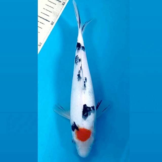 Tancho sanke, 26 cm