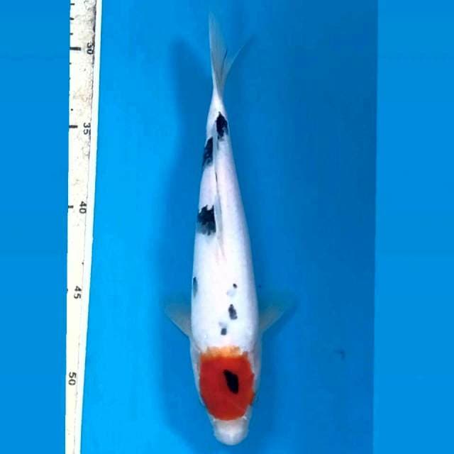 Tancho sanke, 24 cm