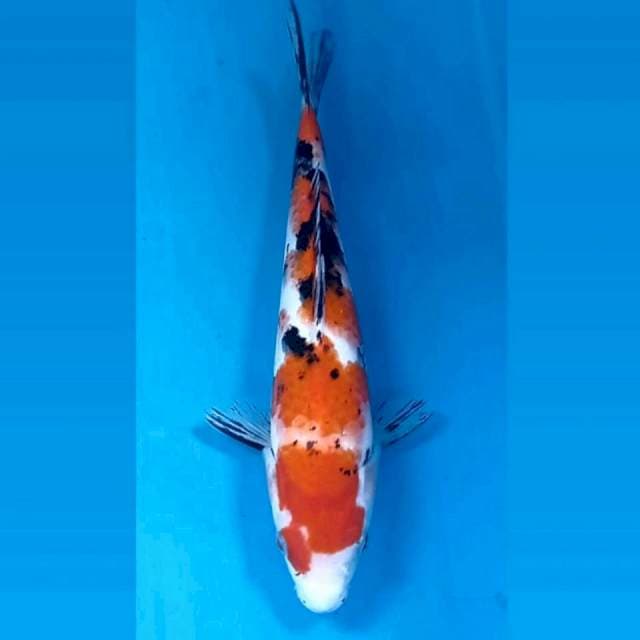 Sanke, 25 cm