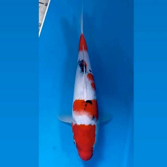 Sanke, 28 cm