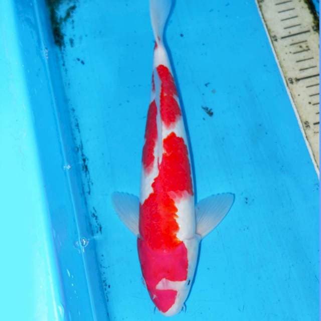 34CM INAZUMA KOHAKU PETIR