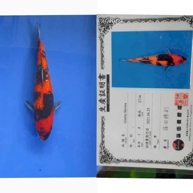 Ginrin Showa Shinoda 30cm