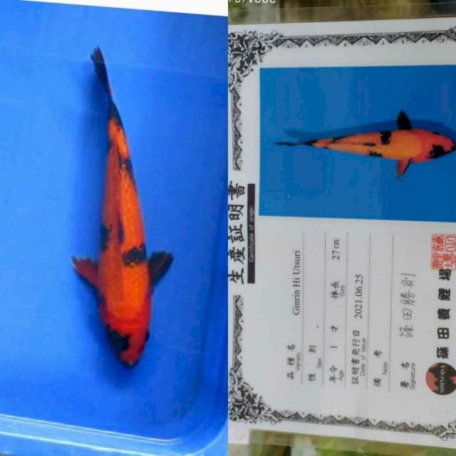Ginrin Hi Utsuri Shinoda 30cm calon Bulky
