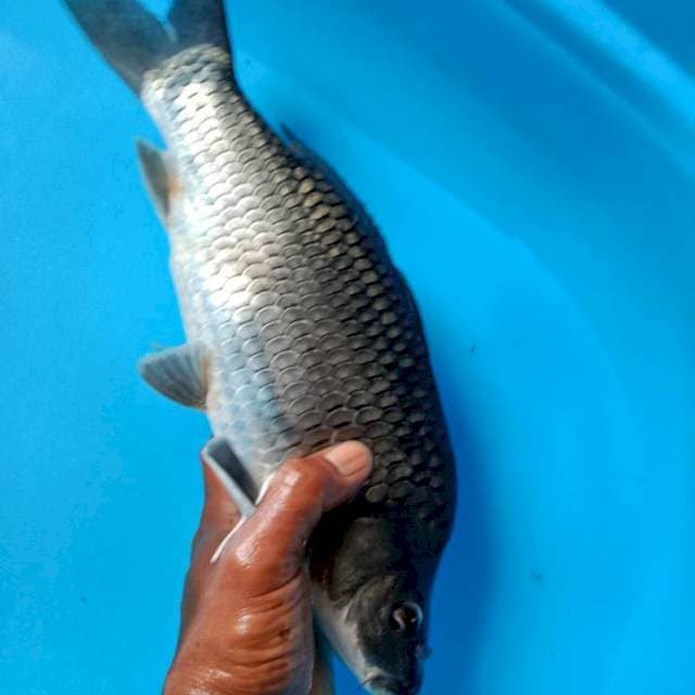 Black suragoi punuk