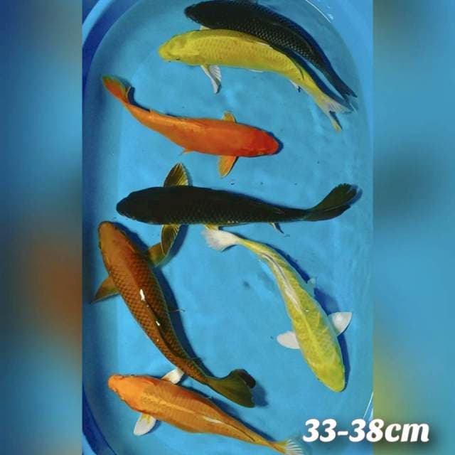 PENJINAK KOLAM 33-38CM