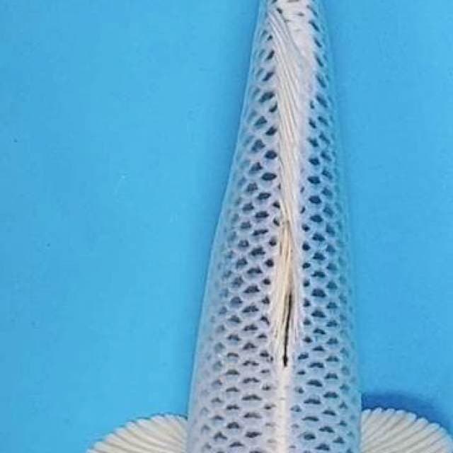 MATSUBA PUTIH 43CM