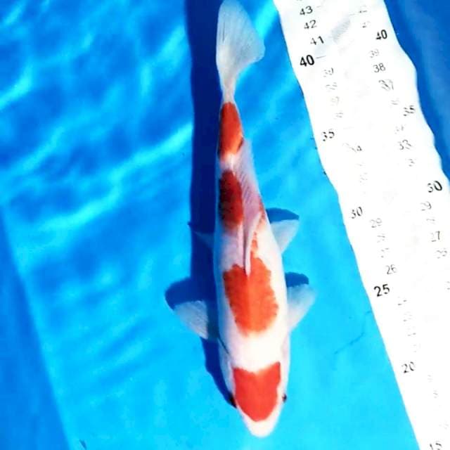 Kohaku 4 step 28 cm