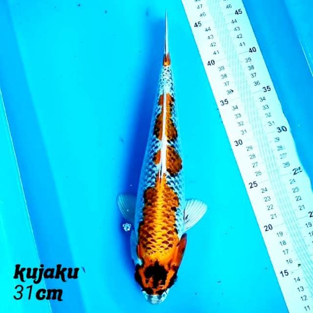 Kujaku 31cm