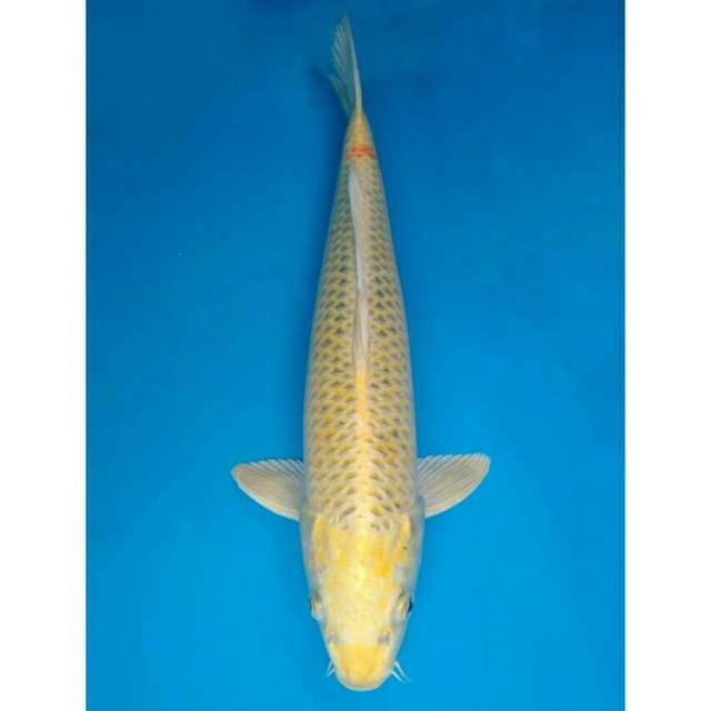 Jumbo Kin Matsuba Import non serti