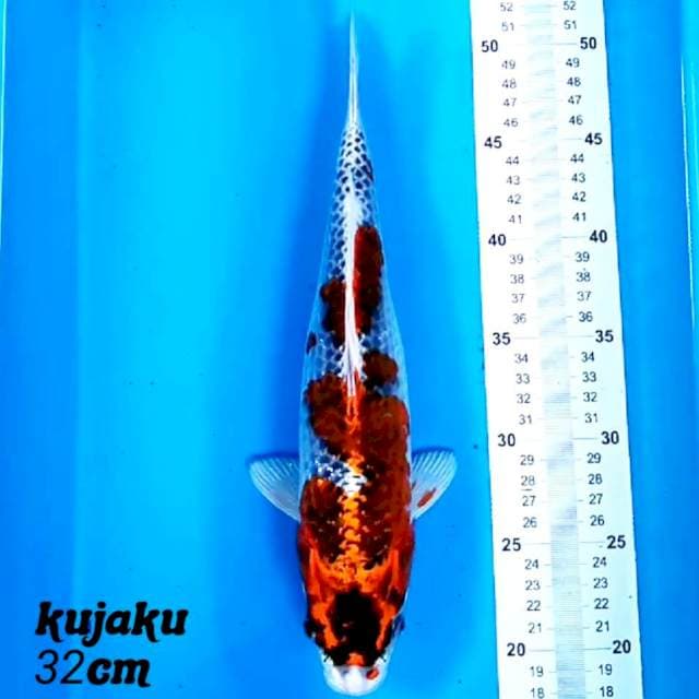 Kujaku 32cm