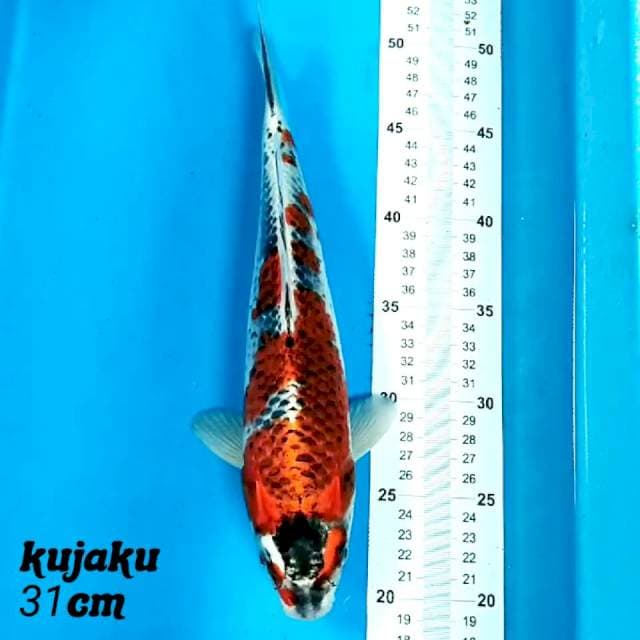 Kujaku 31cm