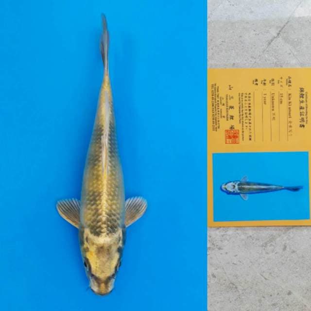 Yamasan Kin-Ki Utsuri 19cm Certi