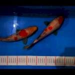 2 Ekor F1 Kindai Showa isa 25&28 cm