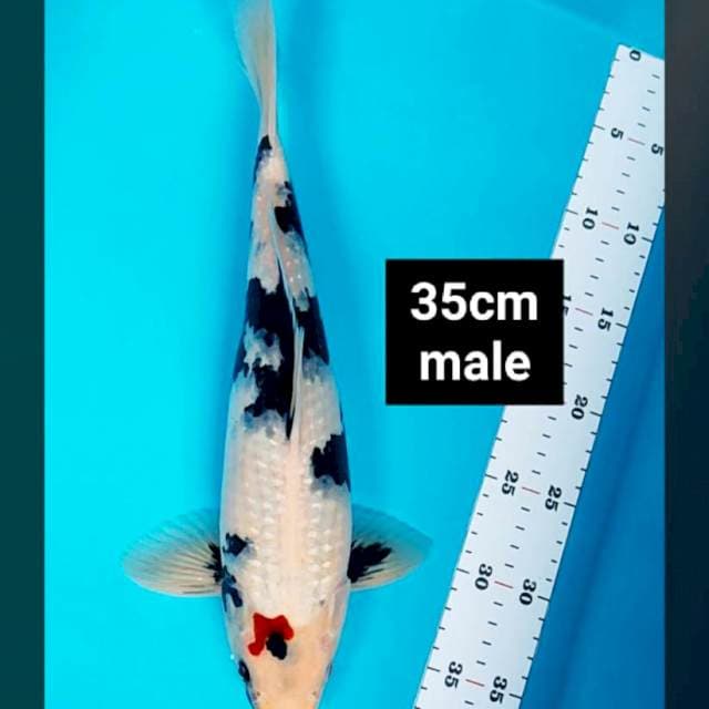 Showa 35cm male bulky