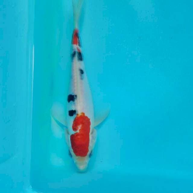 Sanke doitsu 19 cm