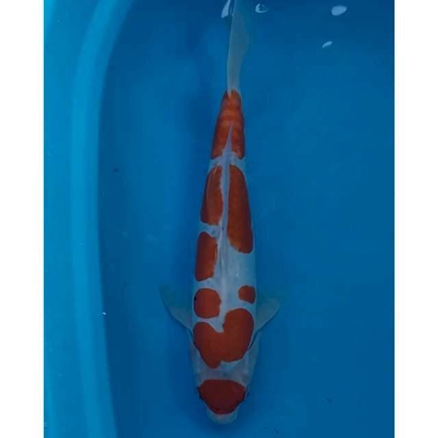 doitsu 41 cm