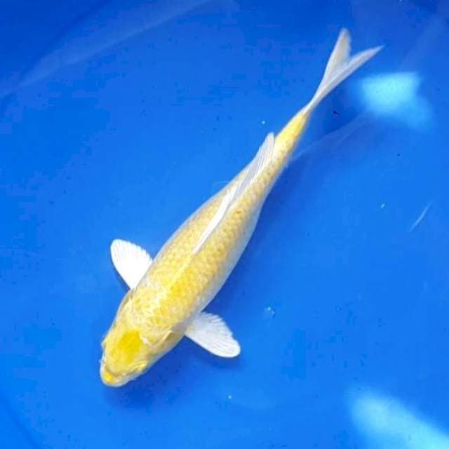 Yamabuki Ogon 