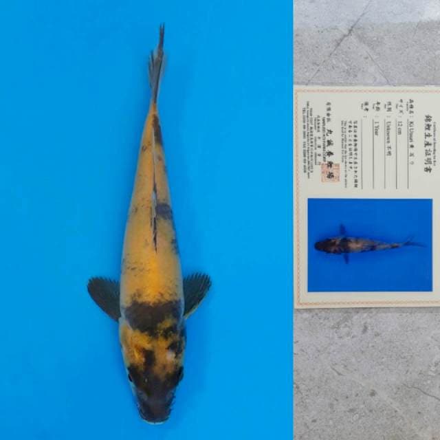 Marusei Ki Utsuri Certi