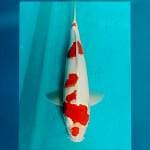 30cm sakura ogon antik