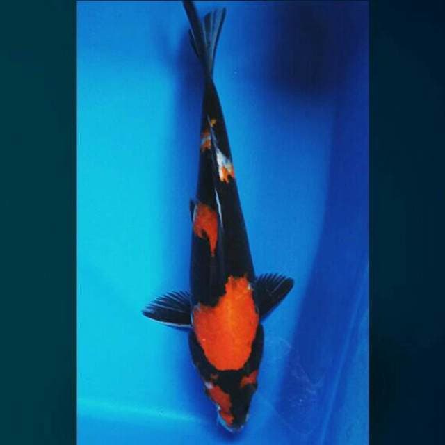 Hi showa 25cm male