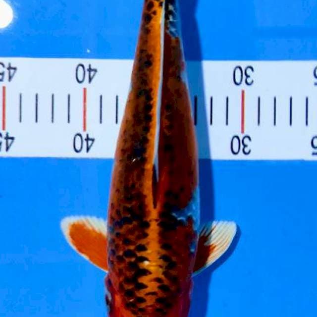 Kujaku 30 cm
