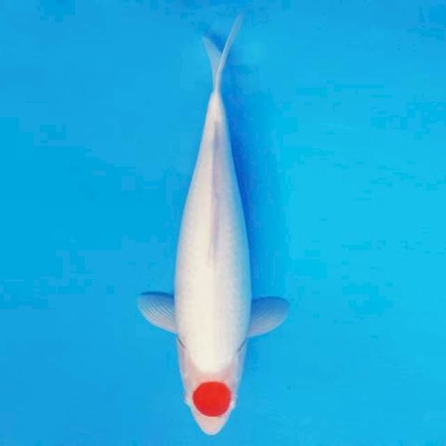 MARU 1 - TANCHO JUMBO ®