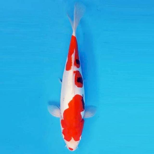 MARU 4 - SANKE DOITSU ®