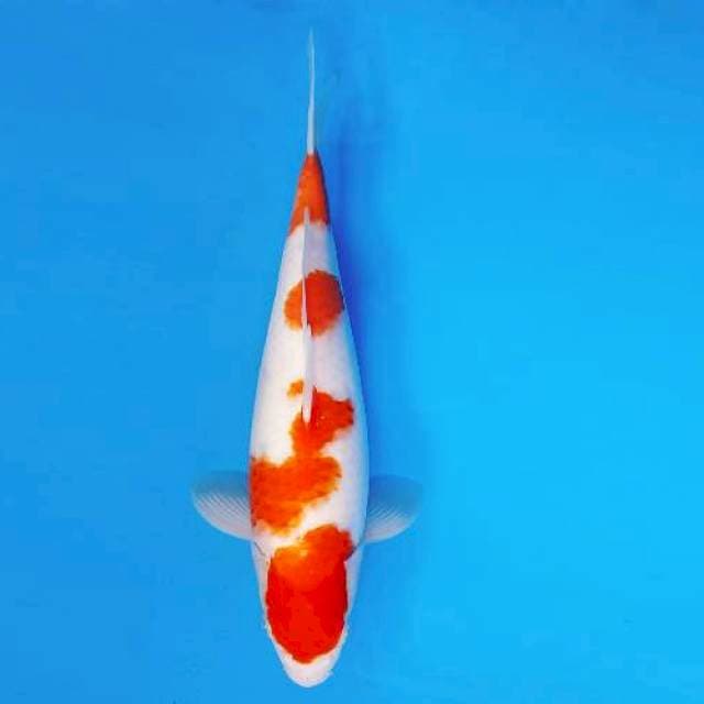MARU 7 - KOHAKU ®
