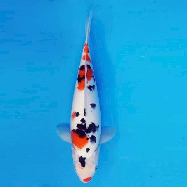MARU 8 - SANKE ®